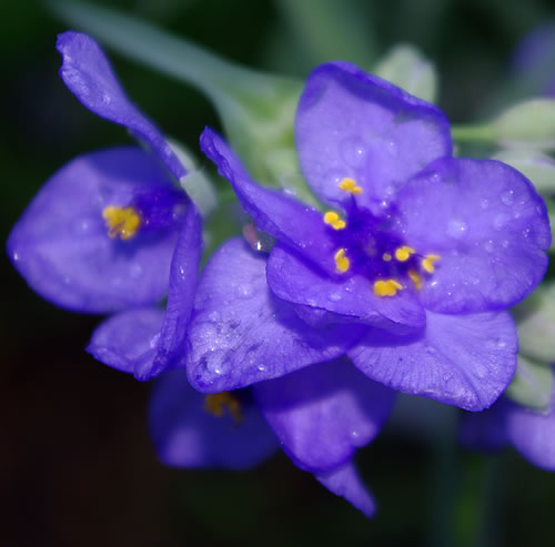 Tradescantia bracteata